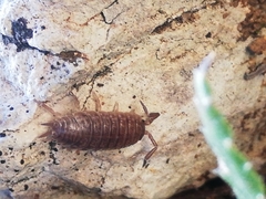 Porcellio dispar