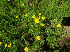 Pseudobahia heermannii