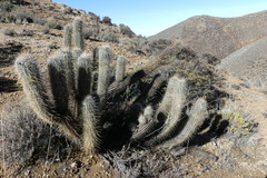 Oreocereus leucotrichus