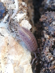 Porcellio dispar