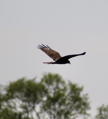 Rostrhamus sociabilis