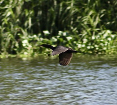 Nannopterum brasilianum