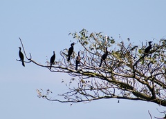 Nannopterum brasilianum