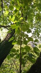 Karpatiosorbus hybrida