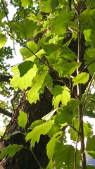 Karpatiosorbus hybrida