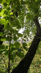 Karpatiosorbus hybrida