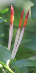 Agelanthus gracilis