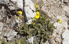 Calceolaria lagunae-blancae