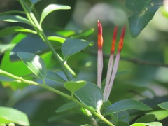 Agelanthus gracilis