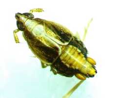 Megamelus lunatus