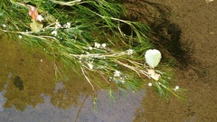 Ranunculus fluitans