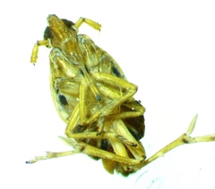 Megamelus lunatus
