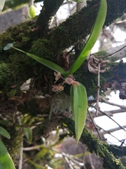 Leochilus oncidioides