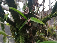 Leochilus oncidioides
