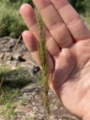 Aristida congesta
