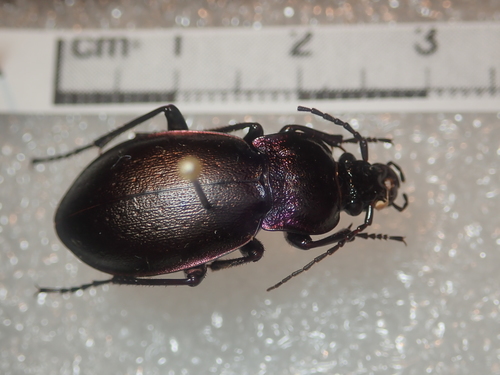 Bronze Ground Beetle