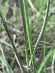 Aristida congesta