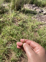 Aristida congesta