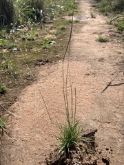 Microchloa caffra