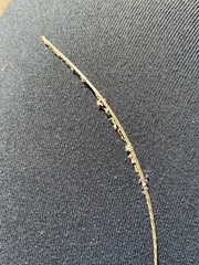 Microchloa caffra