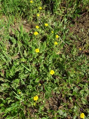 Pseudobahia heermannii