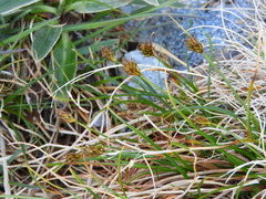 Carex cephalotes