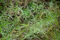 Helichrysum krebsianum