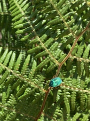 Erachtheus lutulentus