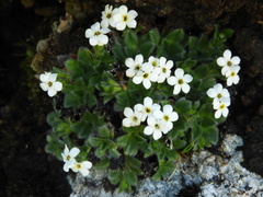 Myosotis retrorsa