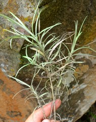 Helichrysum krebsianum