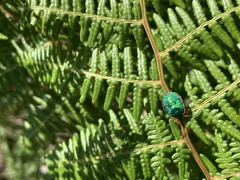 Erachtheus lutulentus