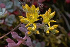 Adela septentrionella