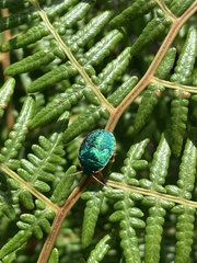 Erachtheus lutulentus