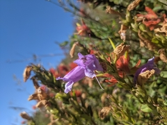 Erianthera