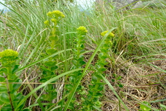 Sebaea sedoides