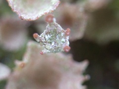 Cladonia grayi