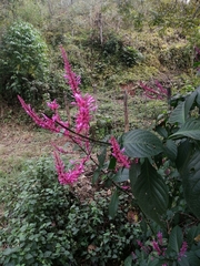 Odontonema callistachyum