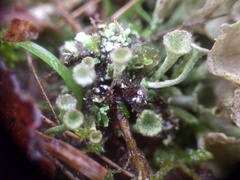 Cladonia grayi