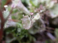 Cladonia grayi