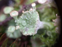Cladonia grayi