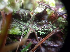 Cladonia grayi