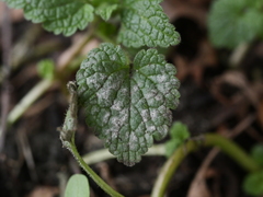 Neoerysiphe galeopsidis