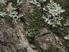 Phaeophyscia nigricans