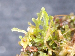 Riccardia chamedryfolia