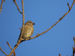 Loxia curvirostra