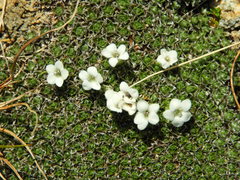 Veronica ciliolata ciliolata