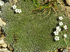 Veronica ciliolata ciliolata
