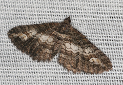 Eucymatoge scotodes
