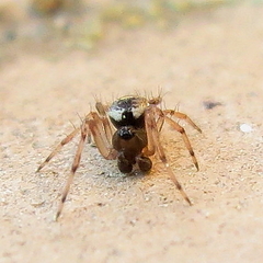 Dipoena melanogaster