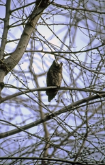 Otus scops